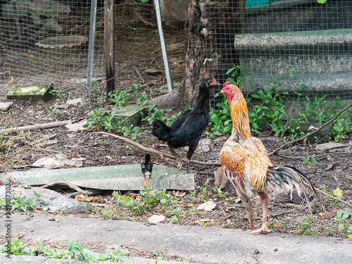 Chickens.