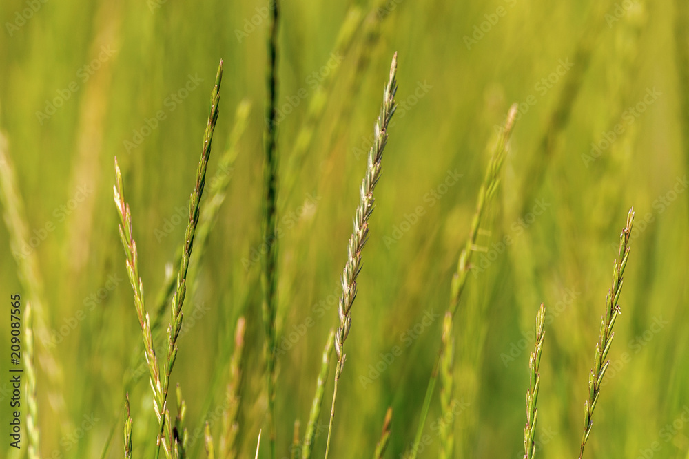  background green spikelets of wild nature grass