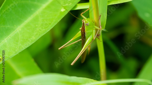  Cricket Insect .