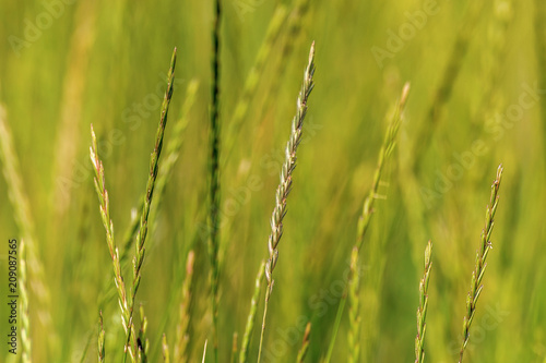  background green spikelets of wild nature grass