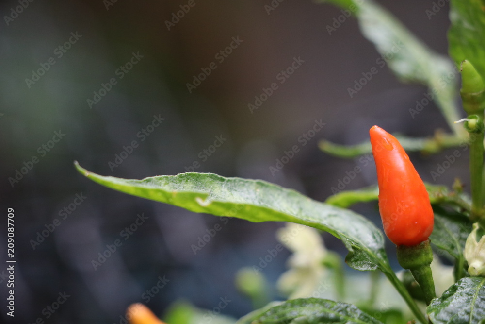 Red and hot chilli fresh vegetable spicy on tree background Red and hot chilli fresh vegetable spicy on tree background
