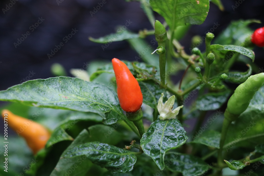 Red and hot chilli fresh vegetable organic and spicy on tree background Red and hot chilli fresh vegetable organic and spicy on tree background