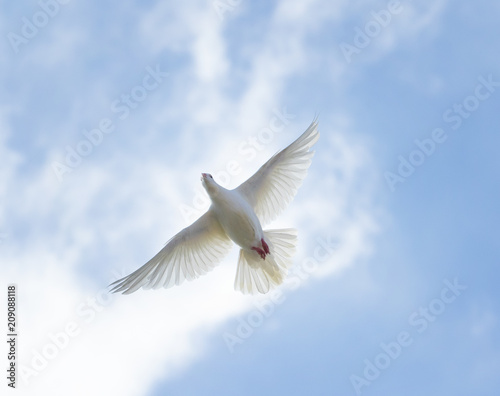  upper view of white feather homing pigeon flying against beautiful bright blue sky