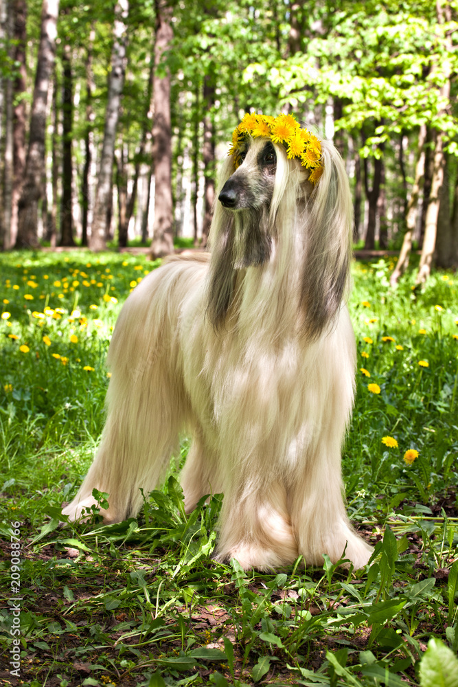 Dog breed dog Afghan Hound standing on the lawn in a wreath from dandelions Dog breed dog Afghan Hound standing on the lawn in a wreath from dandelions