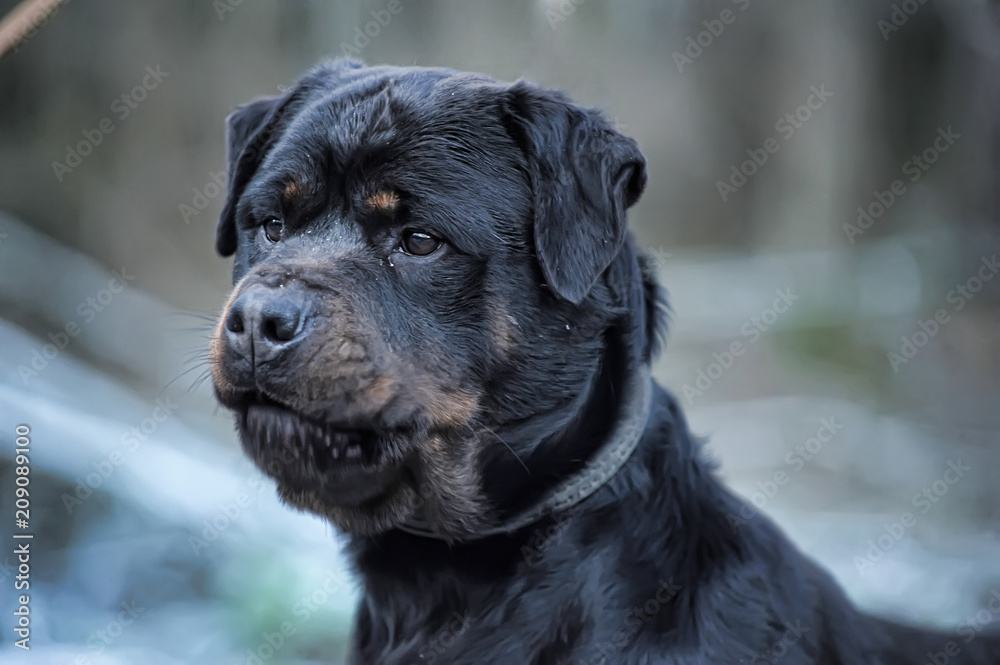 Obraz premium Rottweiler portrait