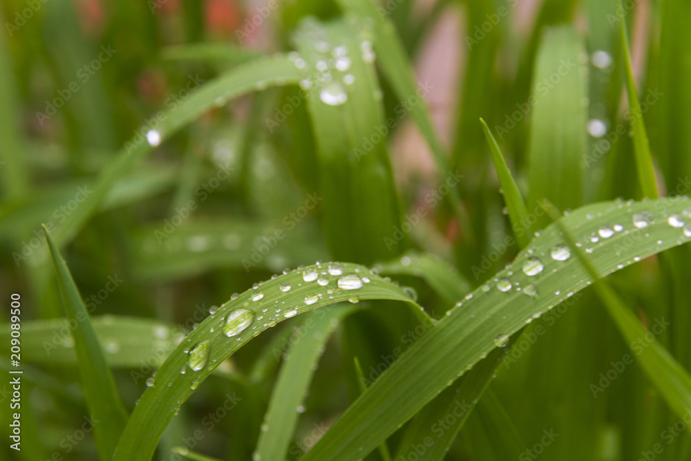 Naklejka premium grass after rain