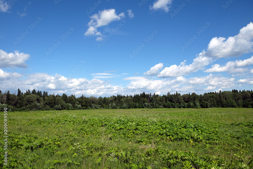 Beautiful countryside landscape with green field, mixed forest and white clouds on blue sky in the midday on summer day
