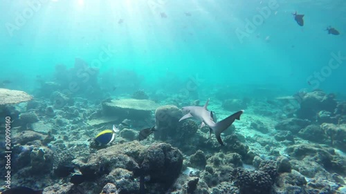 Wallpaper Mural ein Riffhai schwimmt durch ein Korallenriff, die Sonne scheint ins Wasser Torontodigital.ca