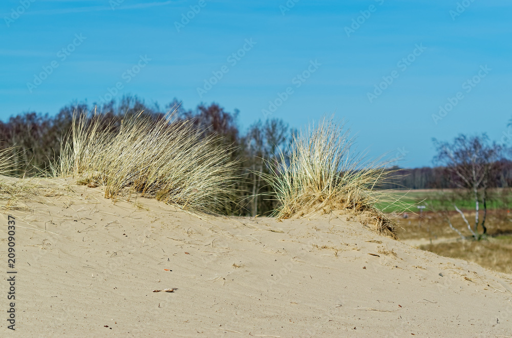 Sandy dunes and a forest in background against blue sky Sandy dunes and a forest in background against blue sky