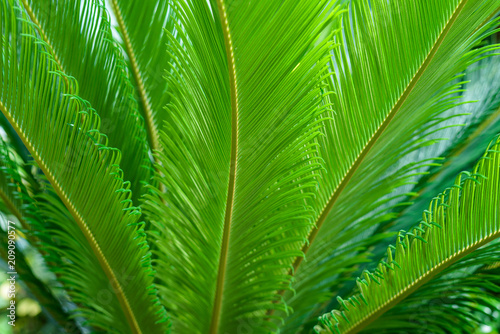 Leaves of Sago palm - Cycas revoluta.