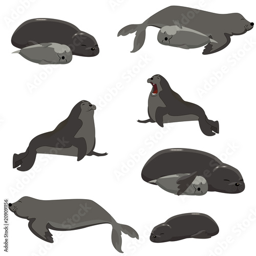 set of seals resting different vector