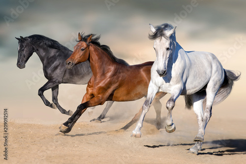 Horses run gallop in desert against sky