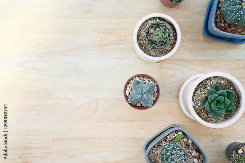 Top view and copy with wooden background, Variety of cactus in flower pot. small group of cactus succulent.