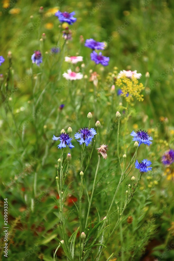 bienenweide kornblumen