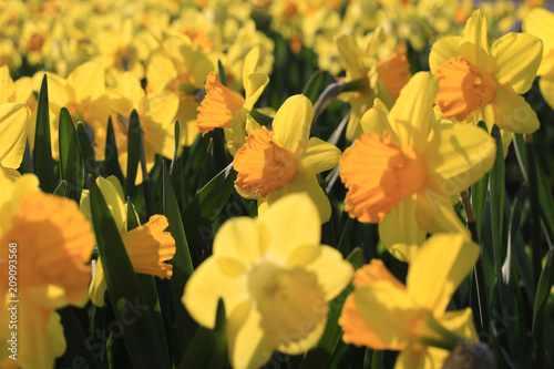 Fototapeta Naklejka Na Ścianę i Meble -  Beautiful yellow flowers of spring Narcissus in sunlight