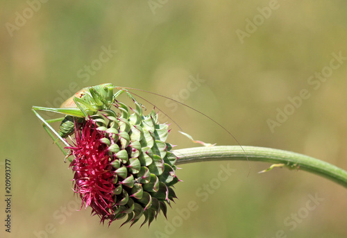 Зелёный кузнечик на цветке