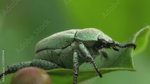 Beetle Hoplia parvula crawling on a green leaf of the plant. Macro footage. photo