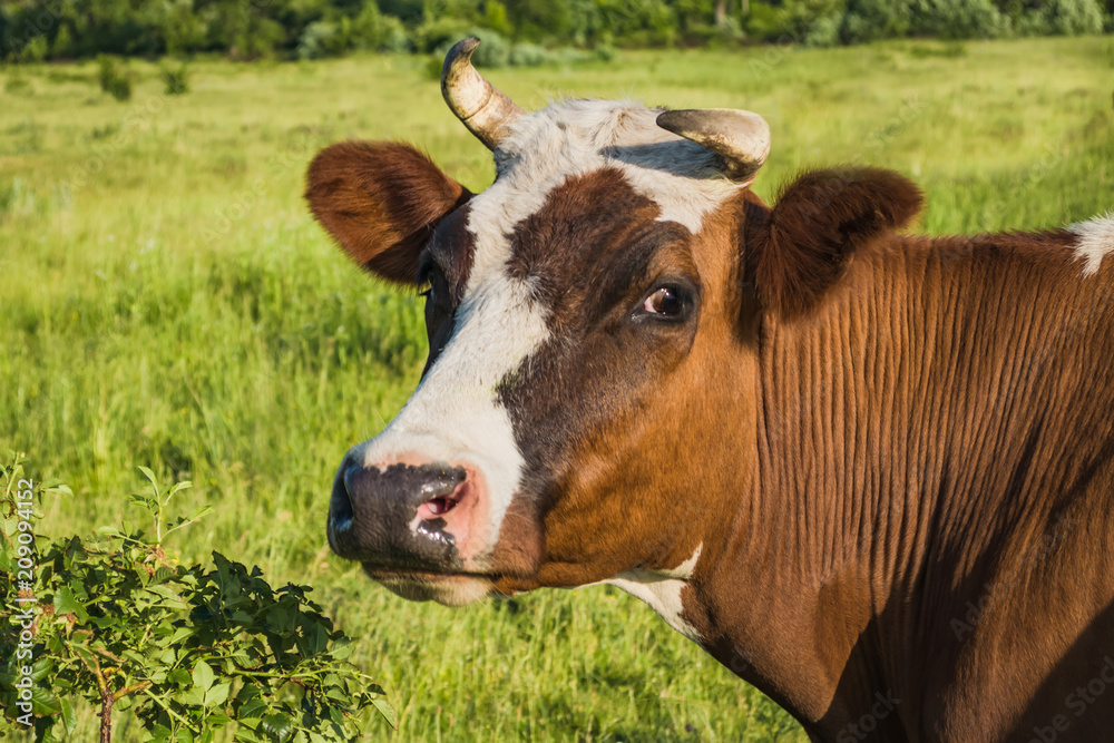 Cows on summer pasture. Sight. The head of a cow is close-up. Great cattle. Horns. Cows on summer pasture. Sight. The head of a cow is close-up. Great cattle. Horns.