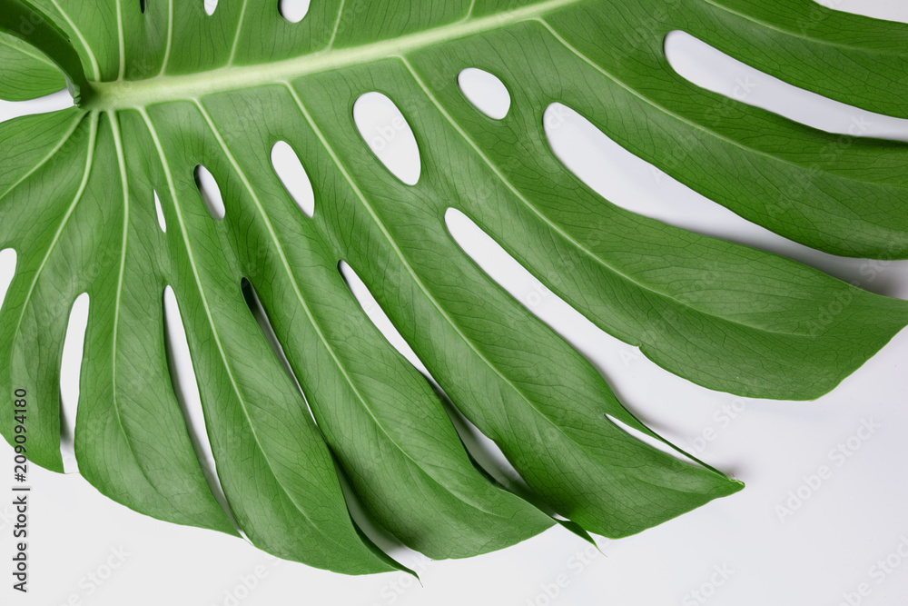 Big green leaf of Monstera plant on white background - obrazy, fototapety, plakaty 