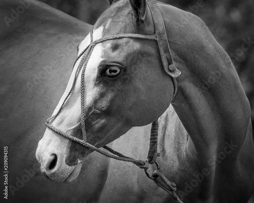 Portrait of a beautiful horse in the bridle close-up. Black-and-white image
