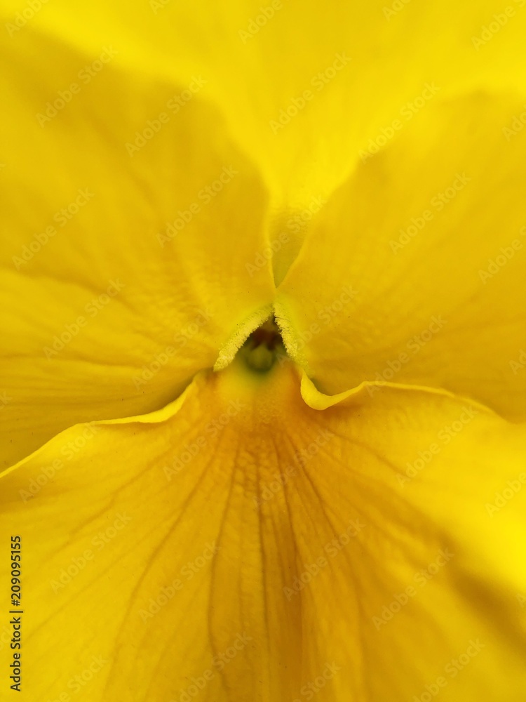 Fototapeta premium Beautiful flower yellow violet in the Park close up 