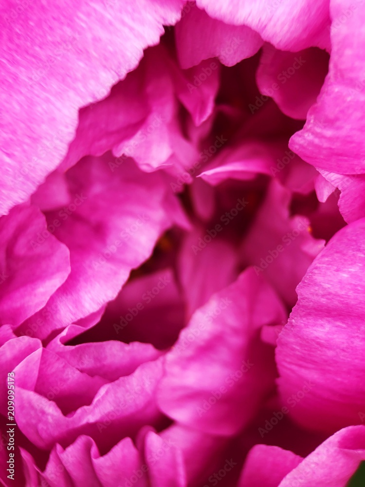 Beautiful scarlet peony flower in the Park close up Beautiful scarlet peony flower in the Park close up