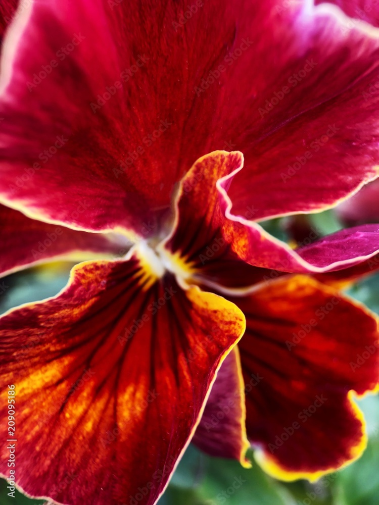 Beautiful flower burgundy violet in the Park close up Beautiful flower burgundy violet in the Park close up