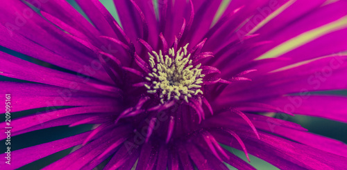 Close-up of a purple flower