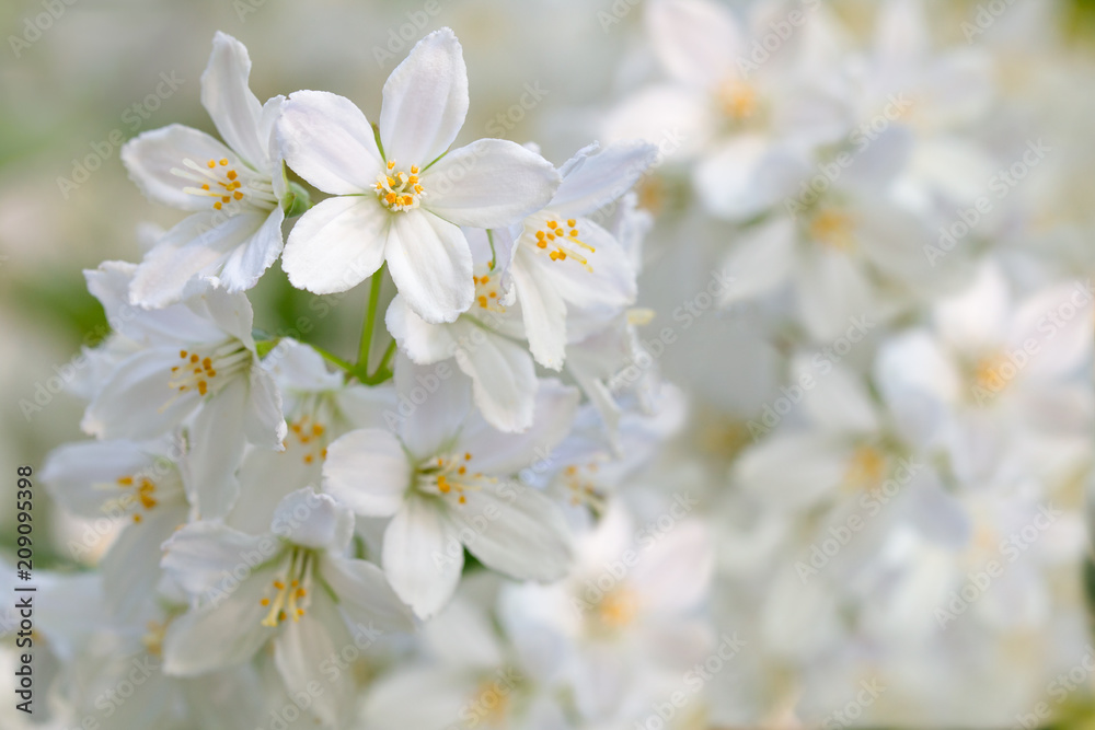 White jasmine flowers on a branch on a bright sunny day.