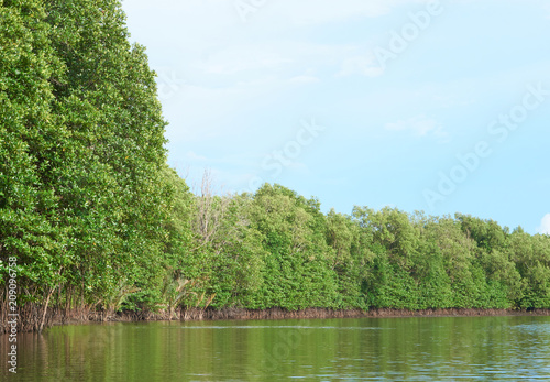Mangrove forest in mangrove forests of Thailand.
