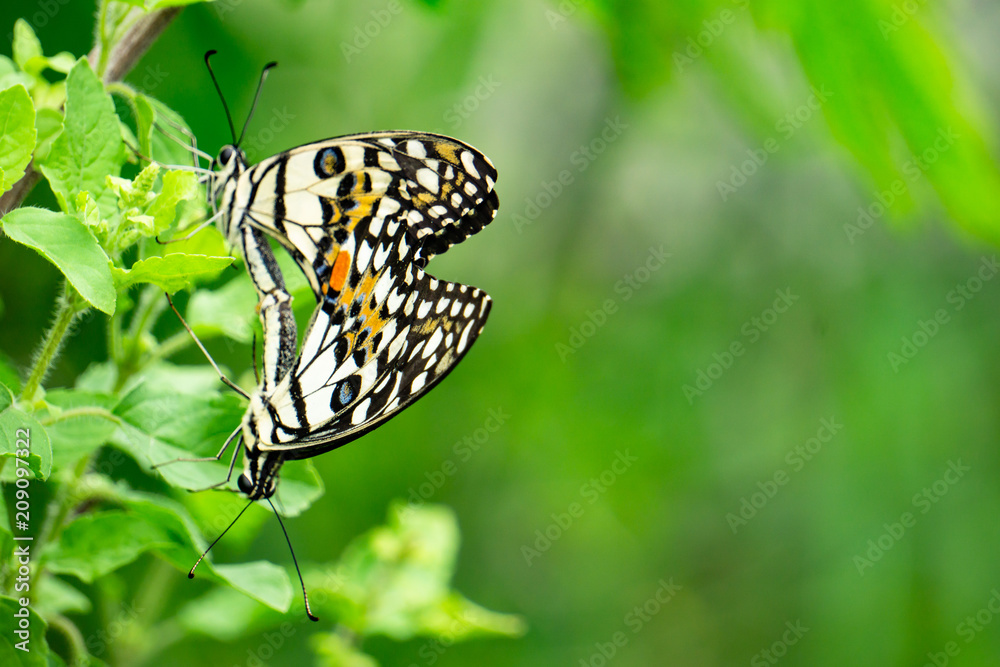 Selective focus on wing or special point for Colorful Butterfly mating in the nature. Selective focus on wing or special point for Colorful Butterfly mating in the nature.