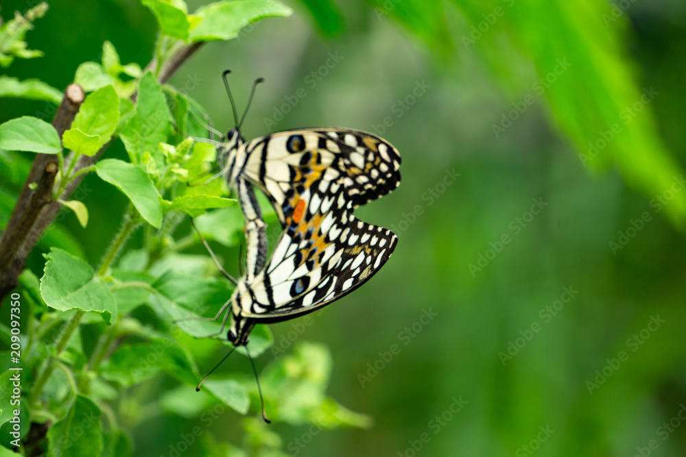 Selective focus on wing or special point for Colorful Butterfly mating in the nature. Selective focus on wing or special point for Colorful Butterfly mating in the nature.