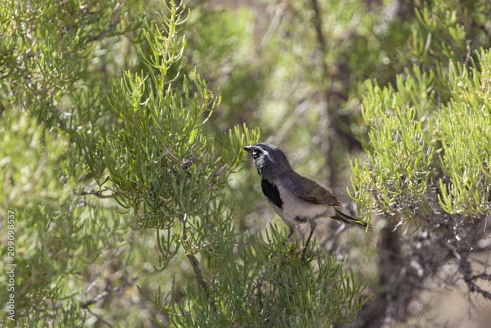 Obraz premium A busy Black-throated Sparrow forages for insects in desert shrub in Arches National Park, Moab, Utah