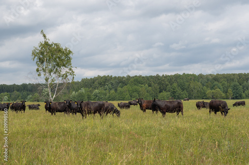 Fototapeta Naklejka Na Ścianę i Meble -  black bulls walk in the field