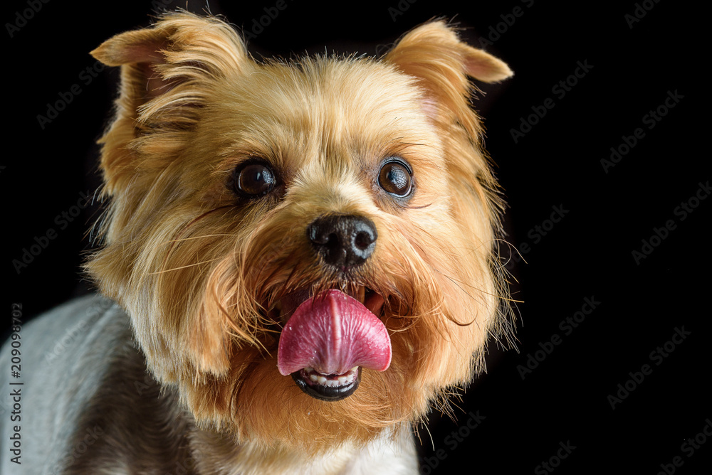 portrait of a red dog in the studio on a black background