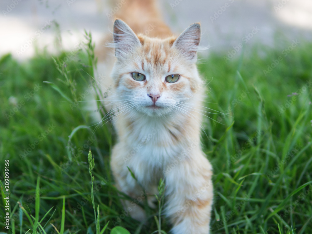 Cute red cat portrait on green natural background