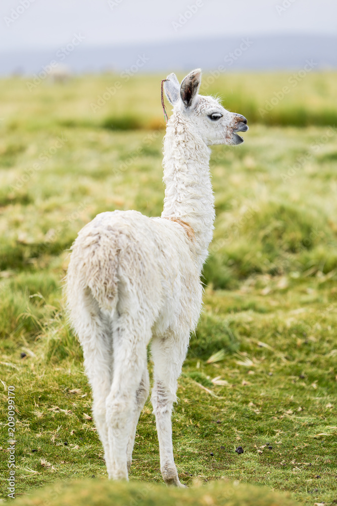 A baby llama standing in the Altiplano grasslands
