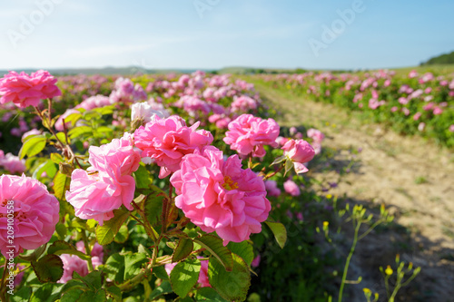 Field of roses © fotofabrika