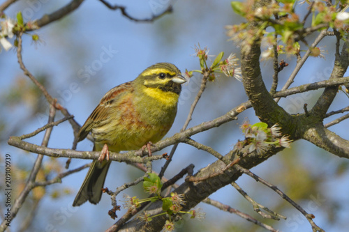 Yellowhammer on a tree branch