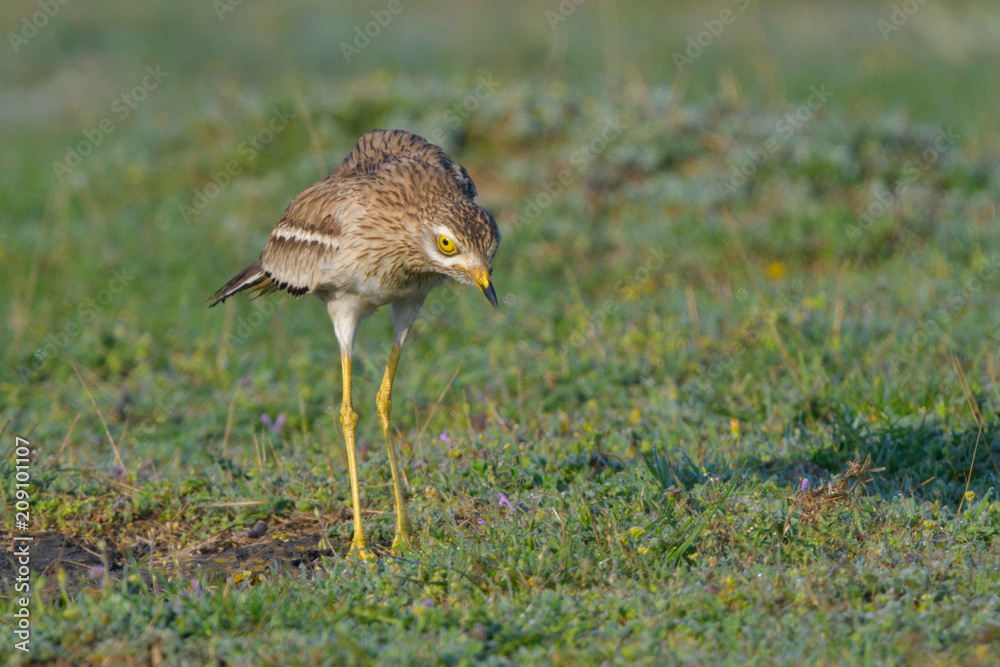 Eurasian stone curlew on the ground