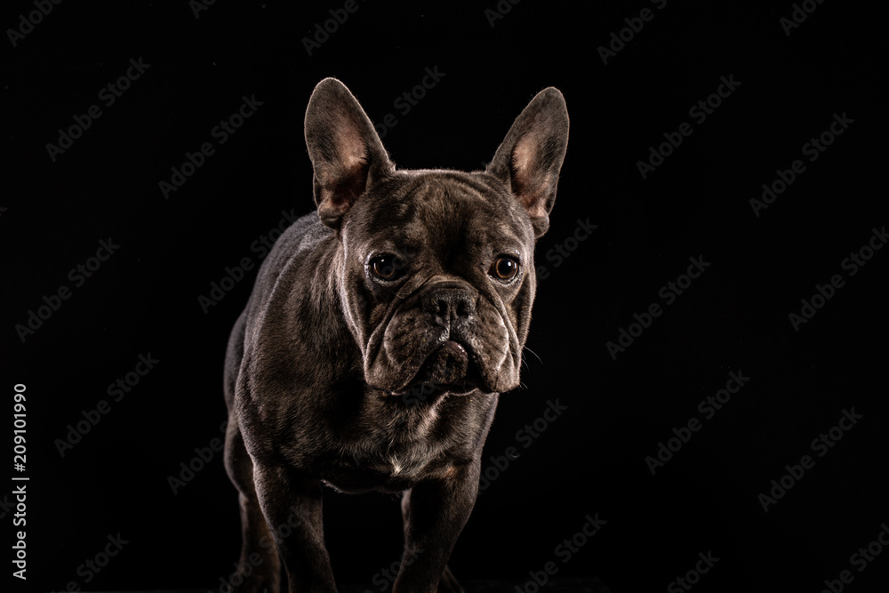 Black French Bulldog on black background