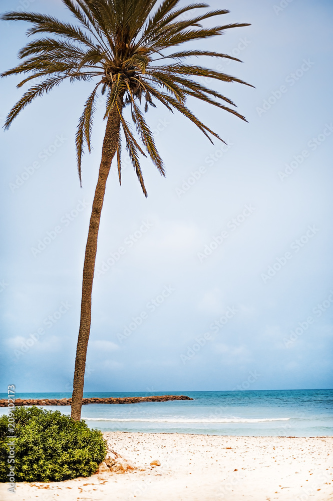 Obraz premium tropical resort with palm trees