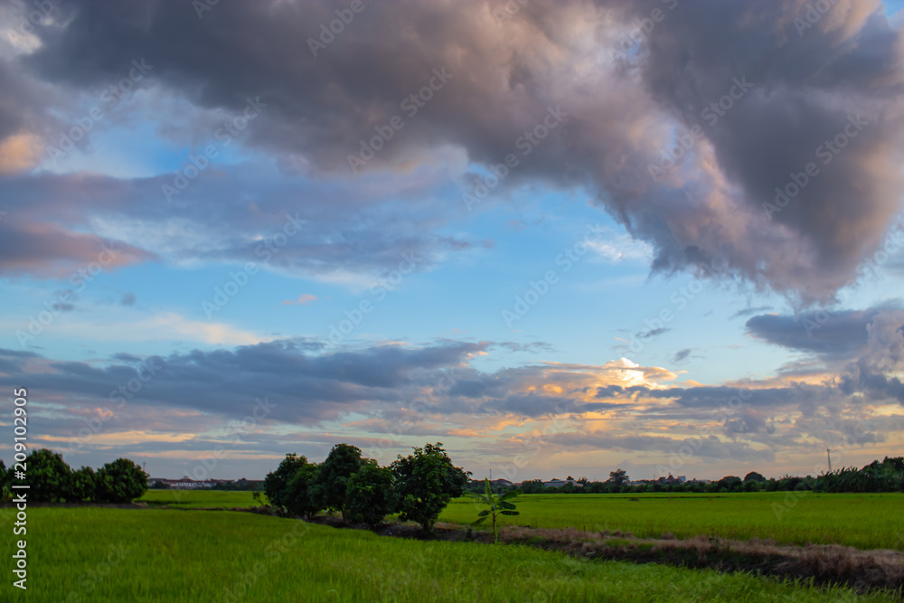The sunset behind paddy fields and trees. The sunset behind paddy fields and trees.