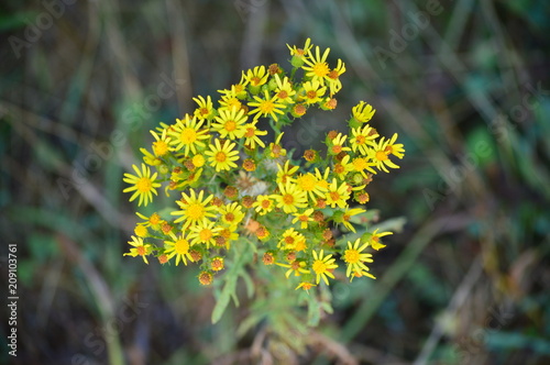 Yellow Daisy In The Meadows Of Rebedul In Lugo. Flowers Landscapes Nature. August 18, 2016. Rebedul Becerrea Lugo Galicia Spain. photo