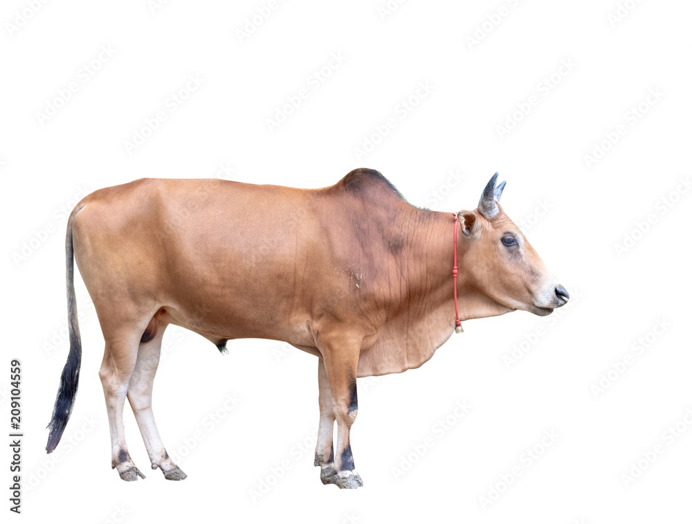ox animal, male cow Stock Photo | Adobe Stock