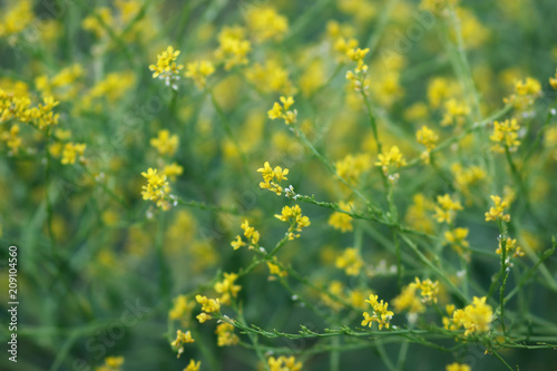Tiny yellow wild field flowers  selective focus