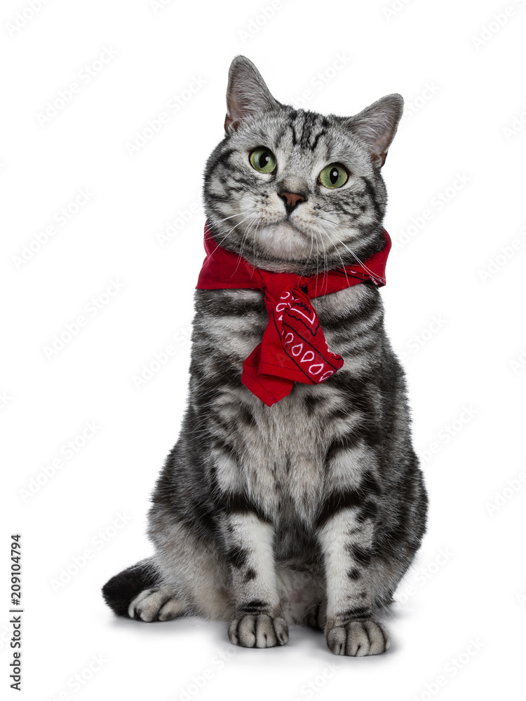 Handsome black silver tabby British Shorthair cat sitting straight up wearing a typical Dutch 'boerenzakdoek' around his neck isolated on white background and looking at camera