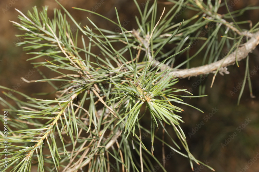 spruce needles spruce needles