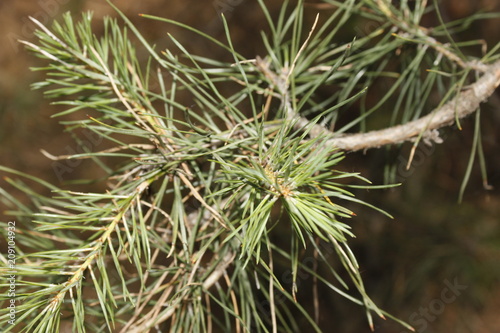 Fotografía spruce needles