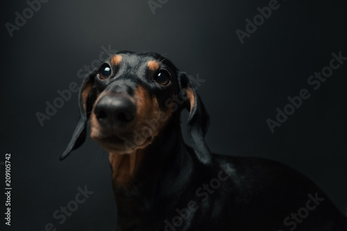Portrait of a cute dachshund dog of black color in front of a dark background. 